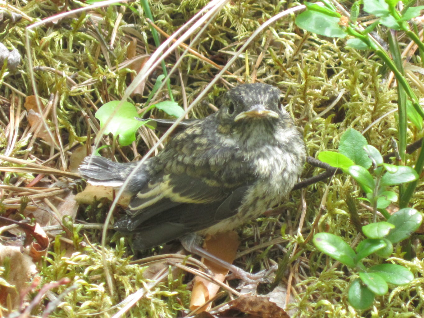 Valokuvaaja: Elina Kautto