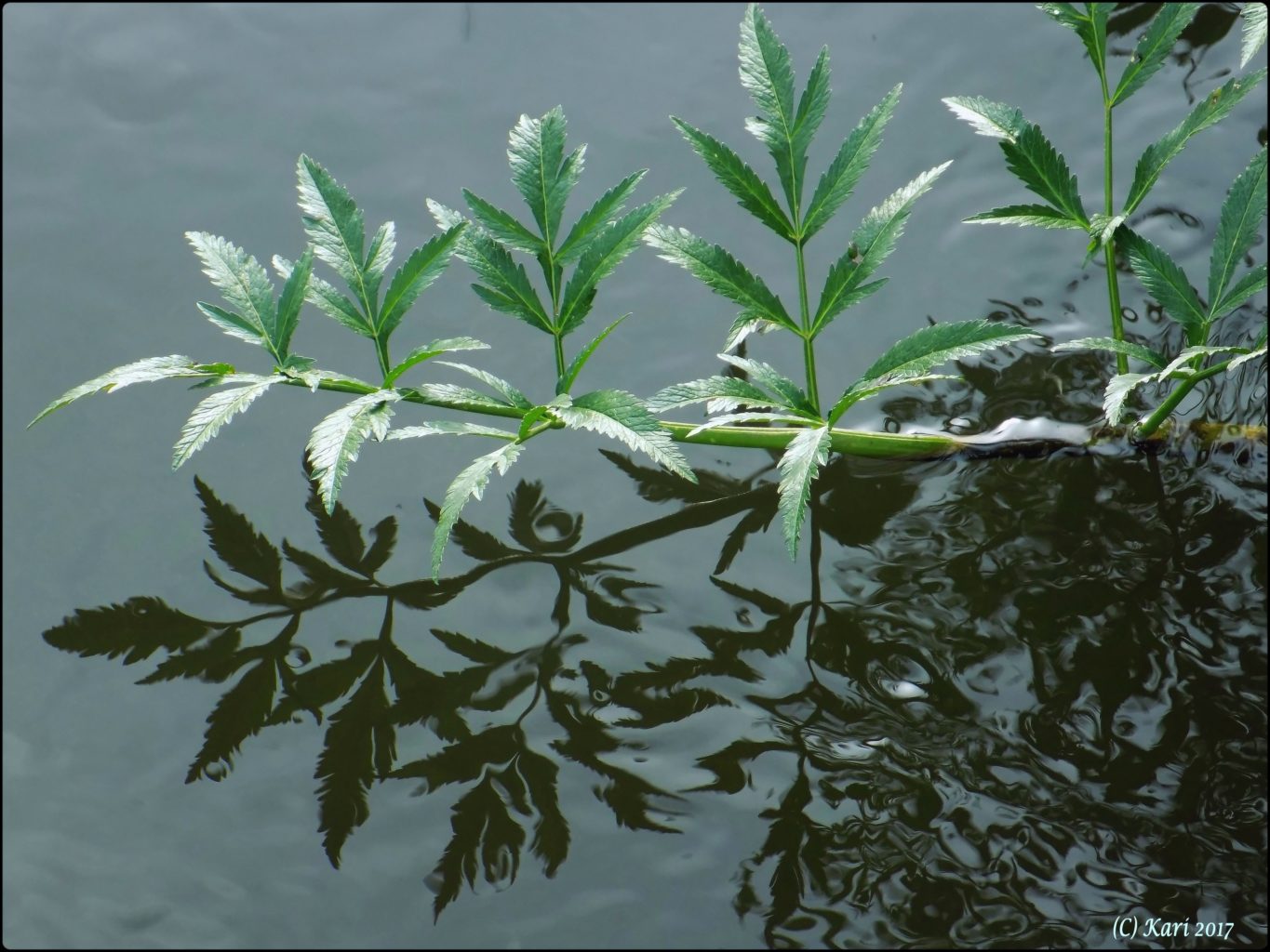 Valokuvaaja: Kari Saarinen