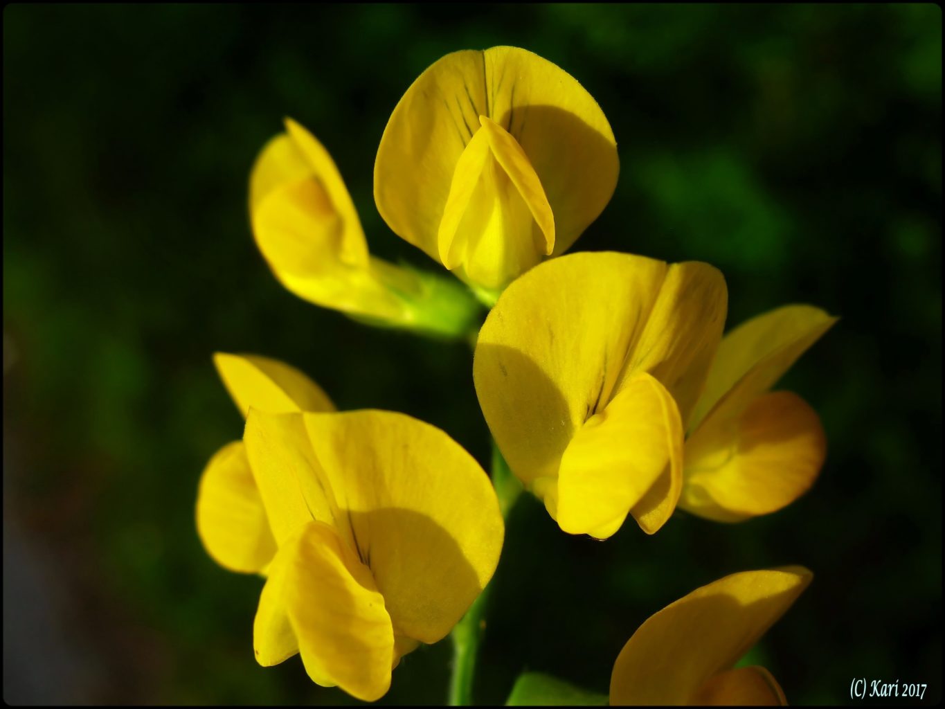 Valokuvaaja: Kari Saarinen
