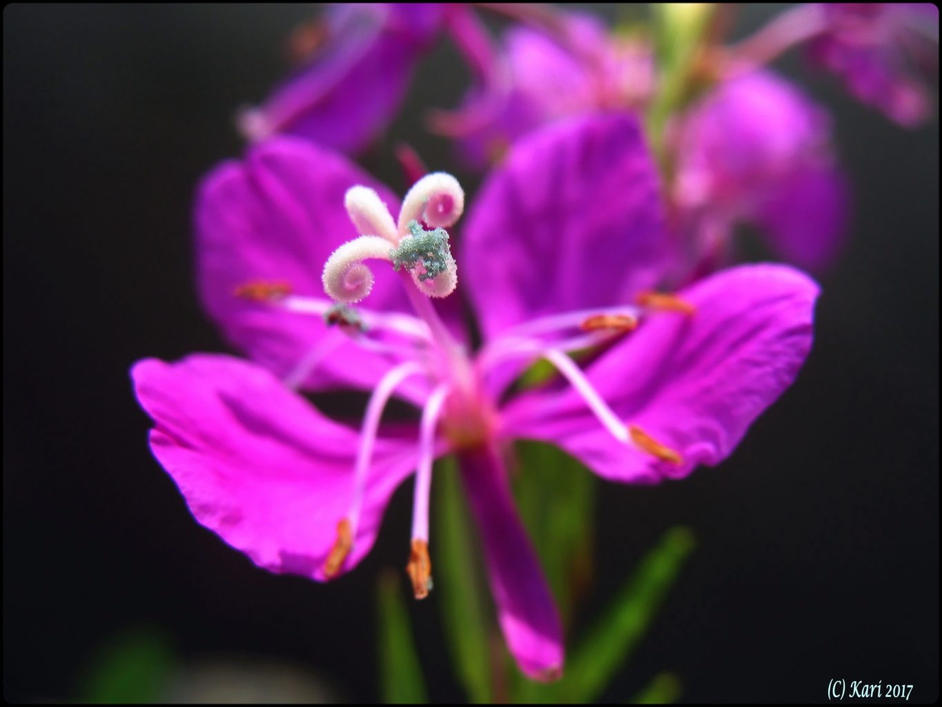 Valokuvaaja: Kari Saarinen