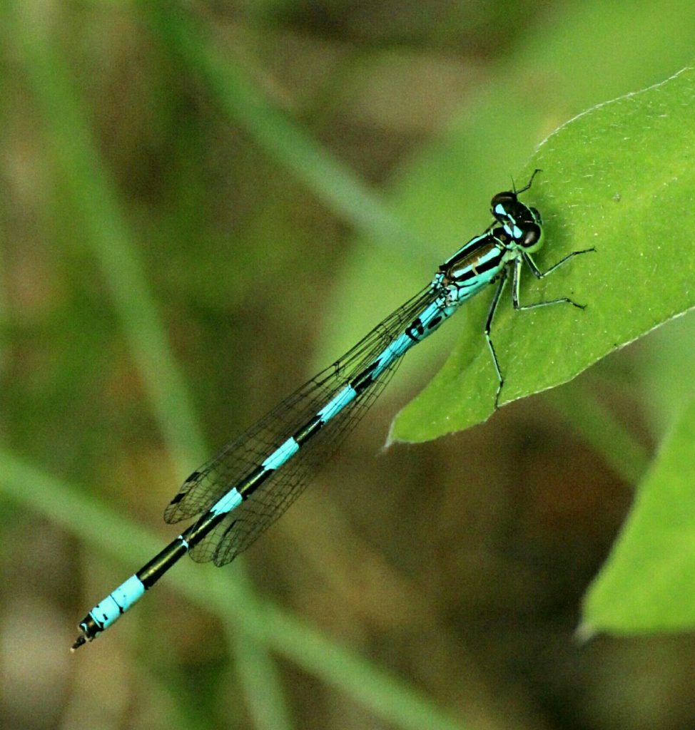 Valokuvaaja: Miia Pesu