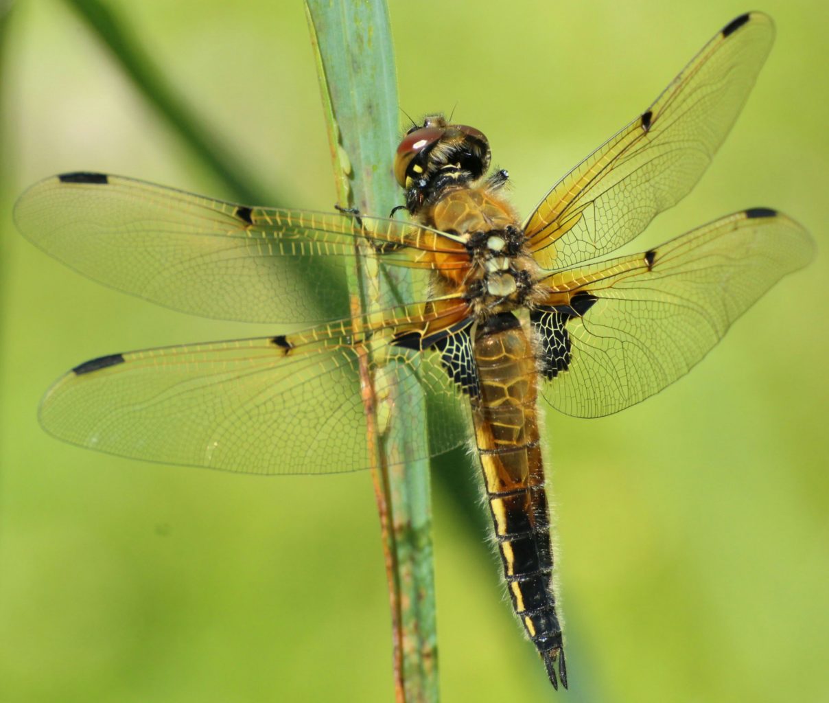 Valokuvaaja: Miia Pesu