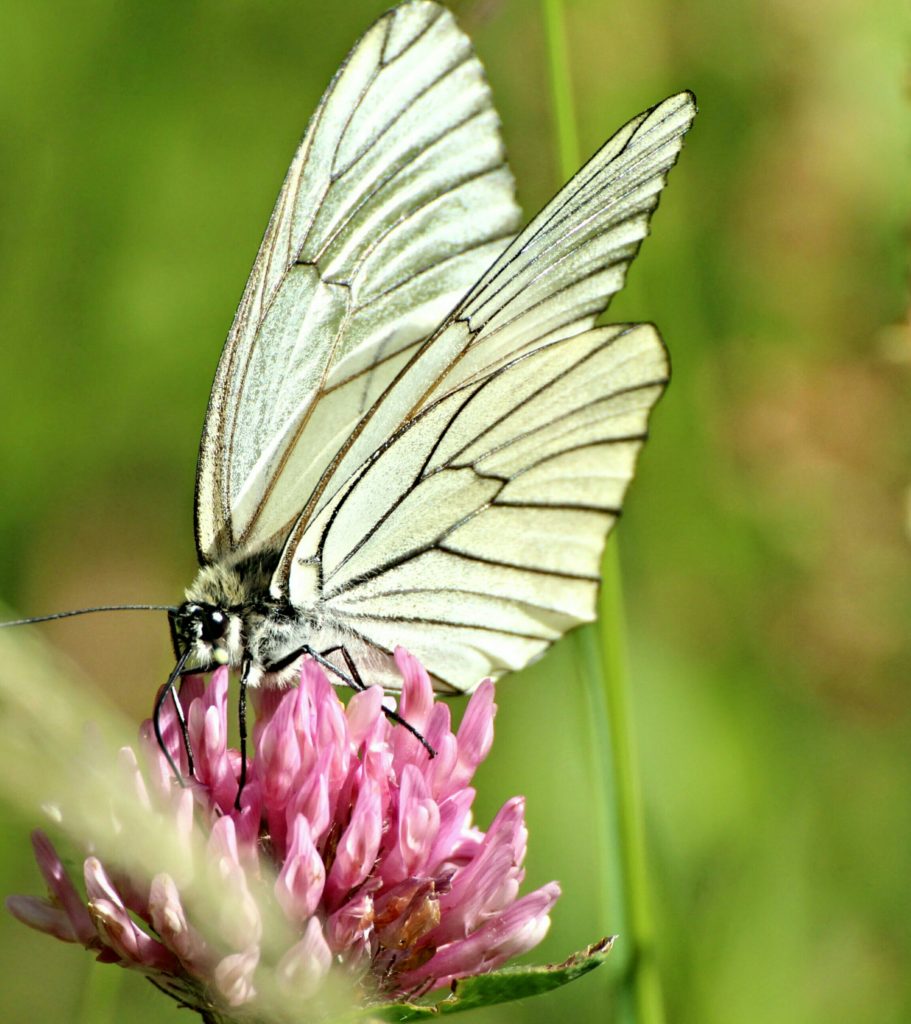Valokuvaaja: Miia Pesu Valokuvaaja: Miia Pesu