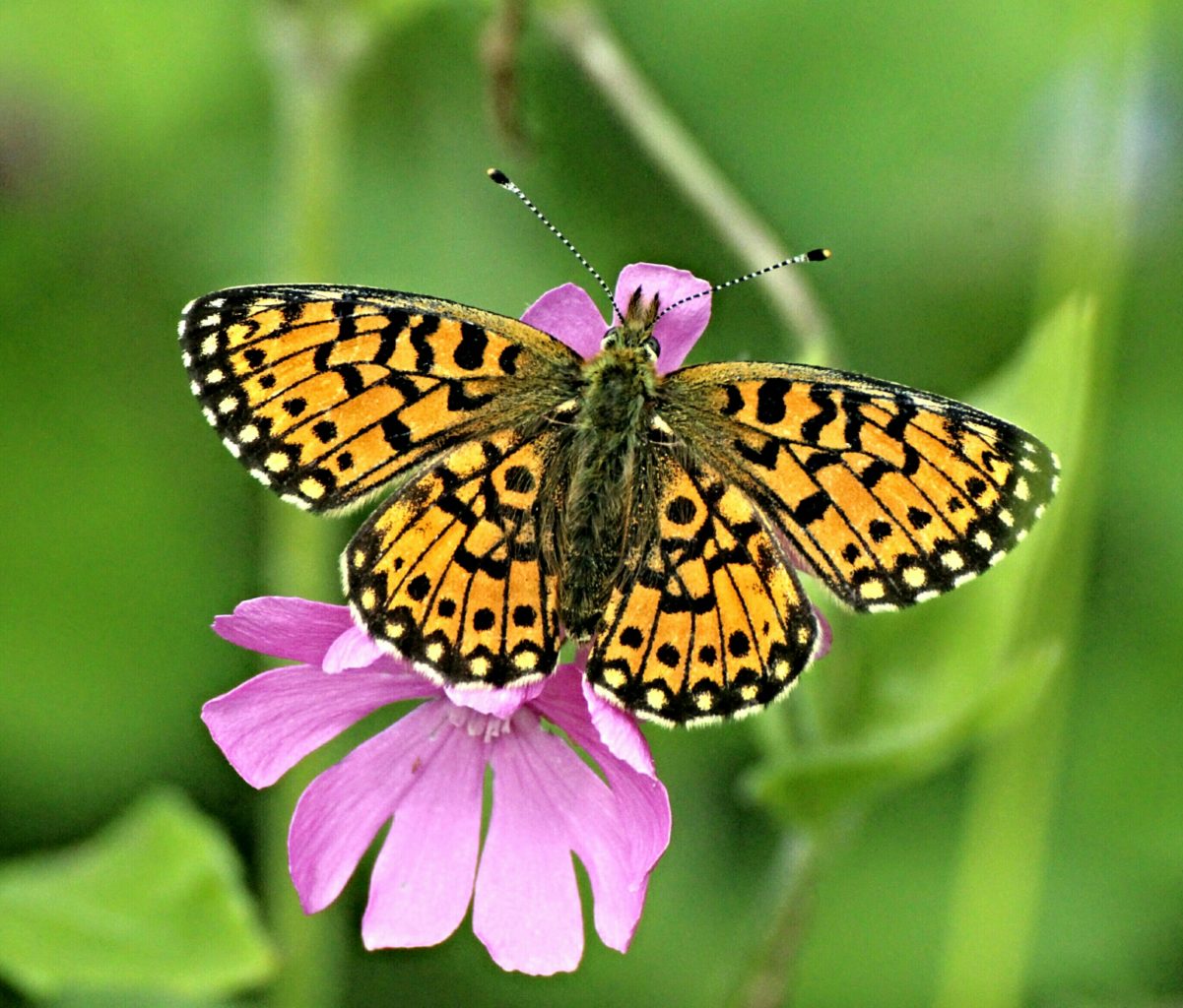 Valokuvaaja: Miia Pesu