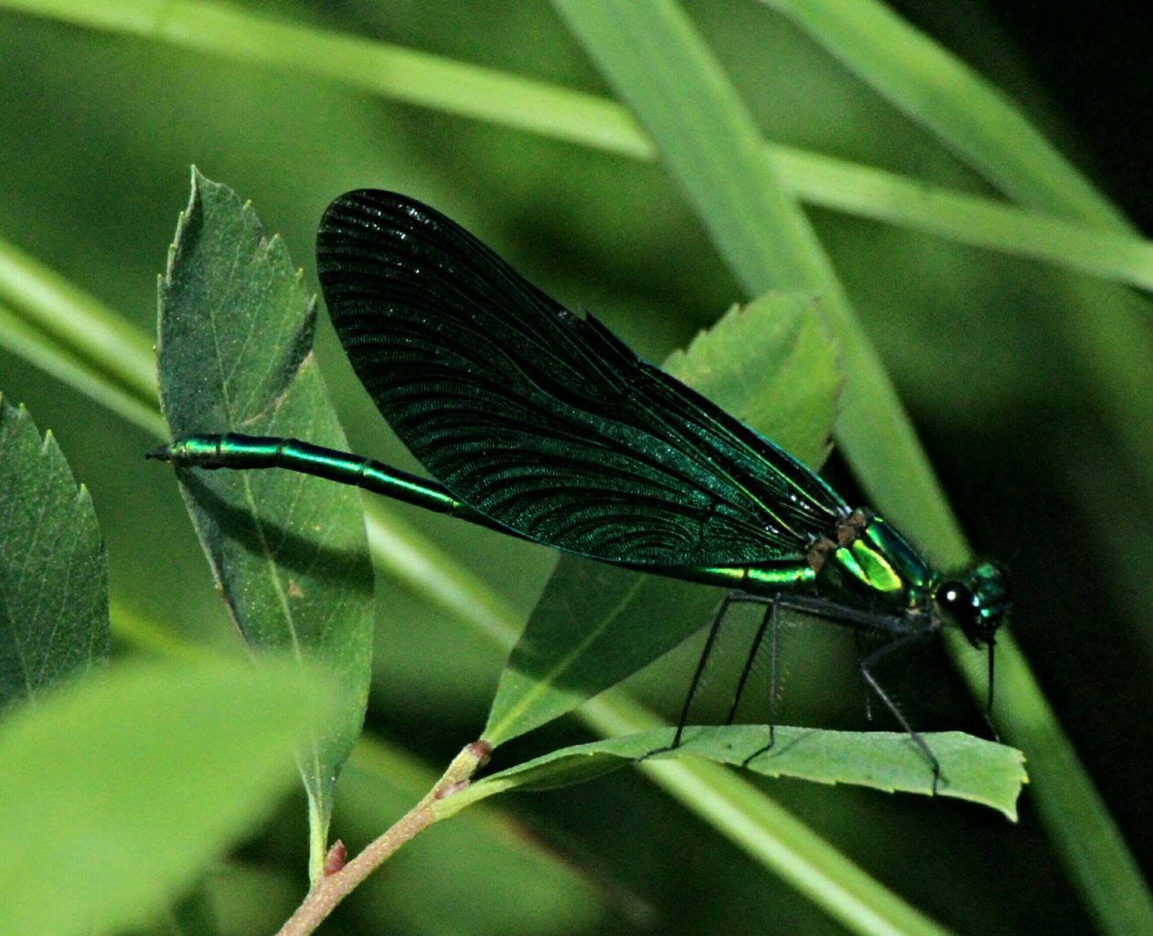 Valokuvaaja: Miia Pesu