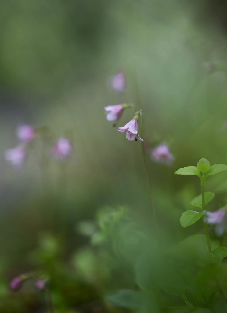 Valokuvaaja: Anne Patana