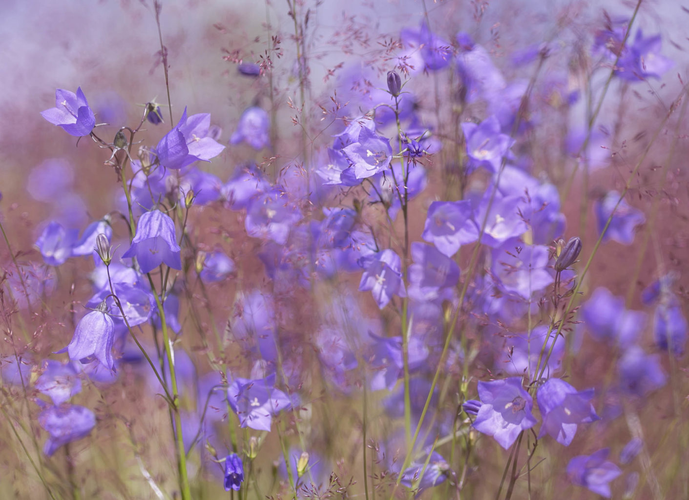 Valokuvaaja: Anne Patana