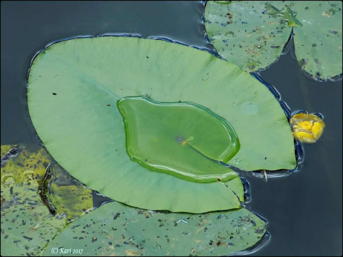 Valokuvaaja: Kari Saarinen Valokuvaaja: Kari Saarinen