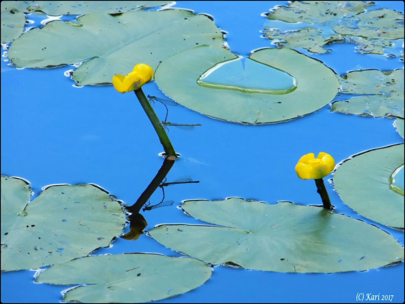 Valokuvaaja: Kari Saarinen