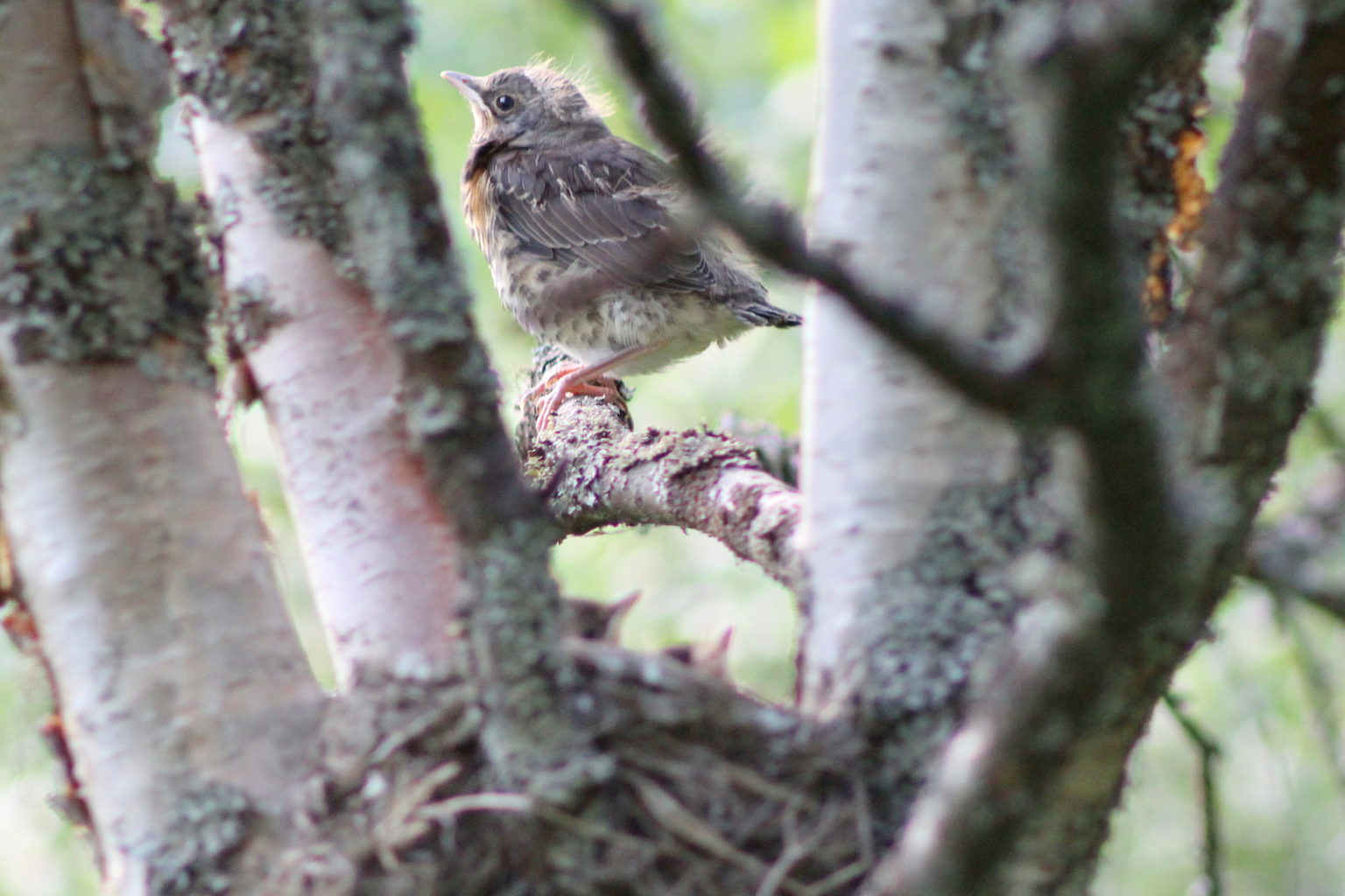 Valokuvaaja: Kalle Asikainen Valokuvaaja: Kalle Asikainen
