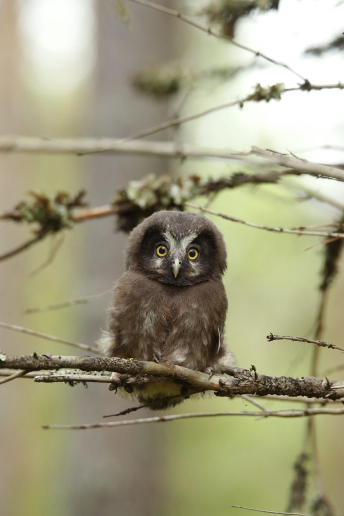 Valokuvaaja: Anne Moilanen