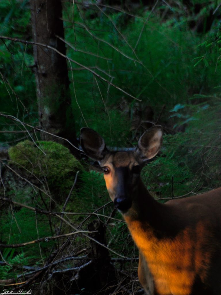 Valokuvaaja: Jenni Merilä Valokuvaaja: Jenni Merilä