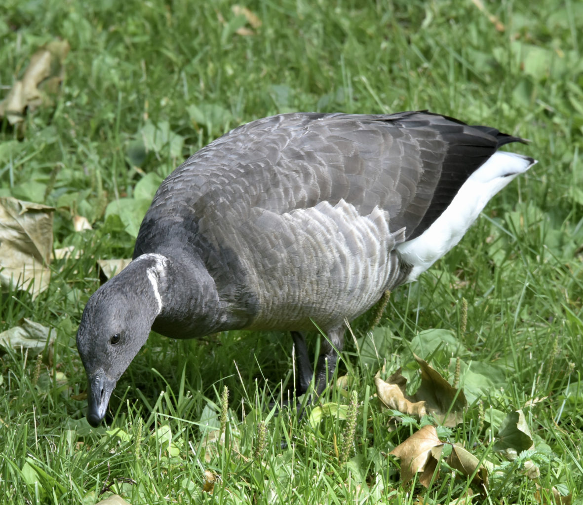 Valokuvaaja: Reijo Juurinen Valokuvaaja: Reijo Juurinen