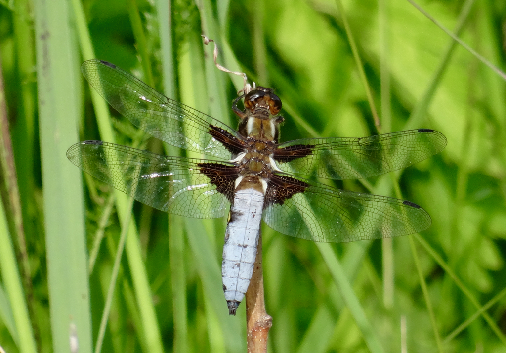 Valokuvaaja: Liisa Niiva-Korpela