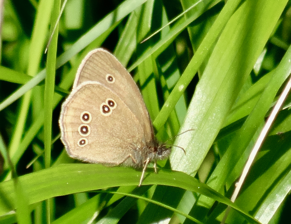 Valokuvaaja: Liisa Niiva-Korpela