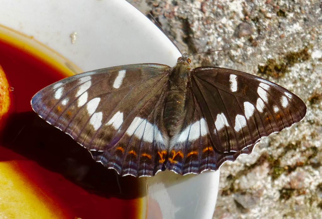 Valokuvaaja: Liisa Niiva-Korpela