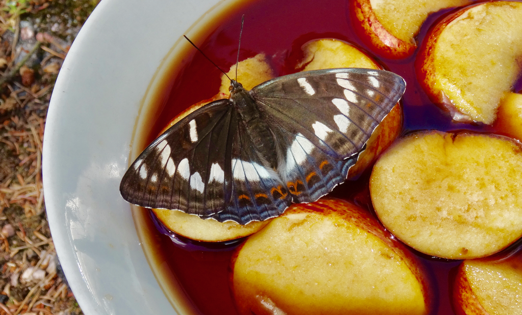 Valokuvaaja: Liisa Niiva-Korpela Valokuvaaja: Liisa Niiva-Korpela