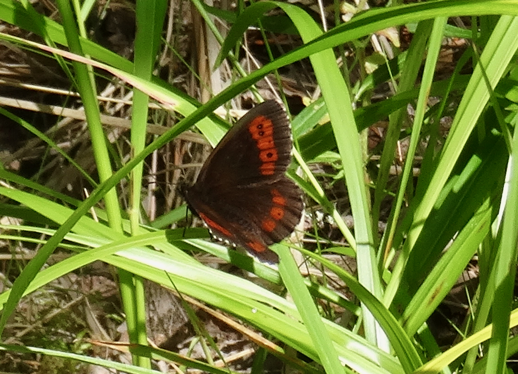 Valokuvaaja: Liisa Niiva-Korpela