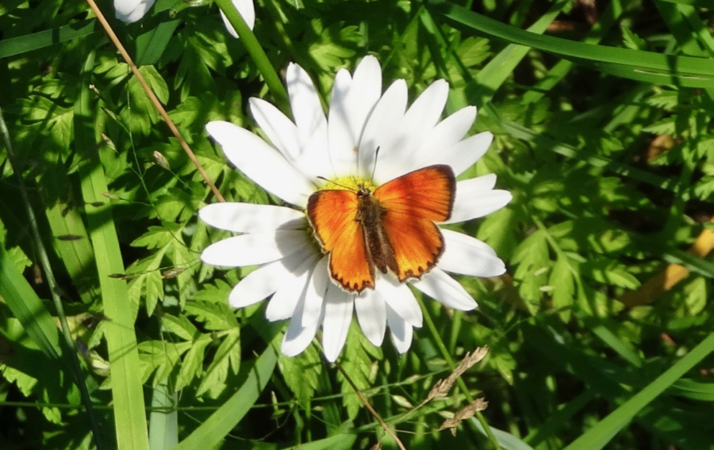 Valokuvaaja: Liisa Niiva-Korpela