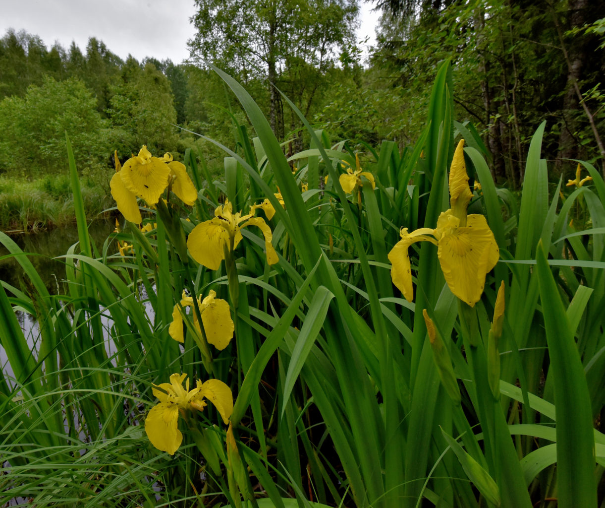 Valokuvaaja: Reijo Juurinen