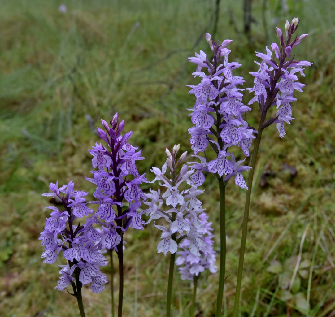 Valokuvaaja: Reijo Juurinen Valokuvaaja: Reijo Juurinen