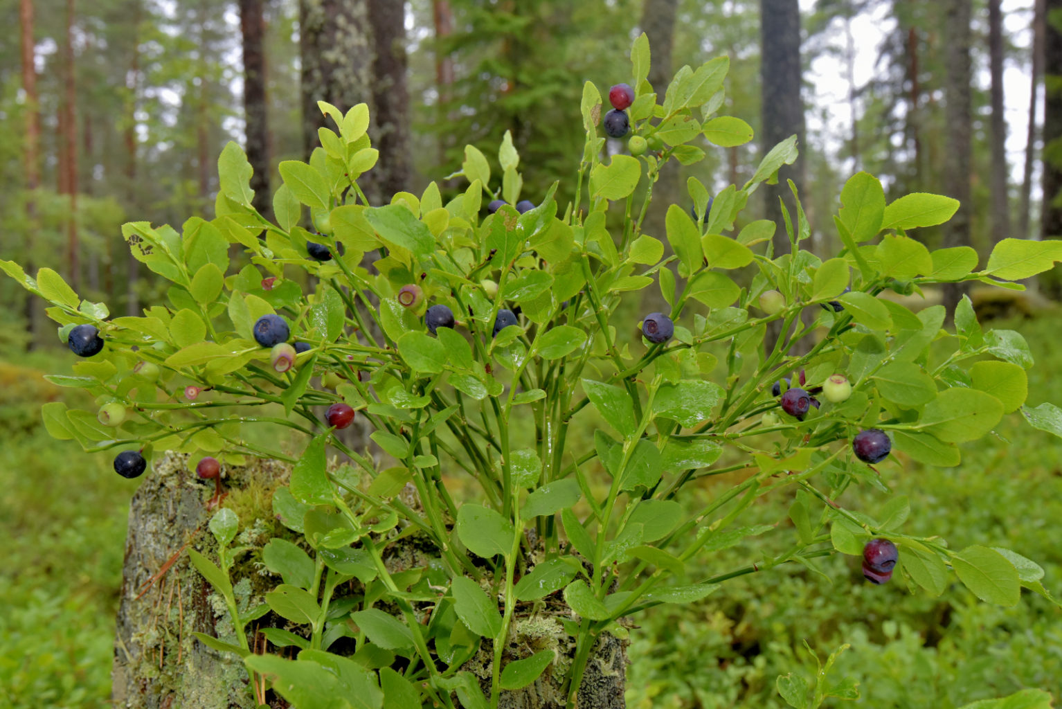 Valokuvaaja: Reijo Juurinen