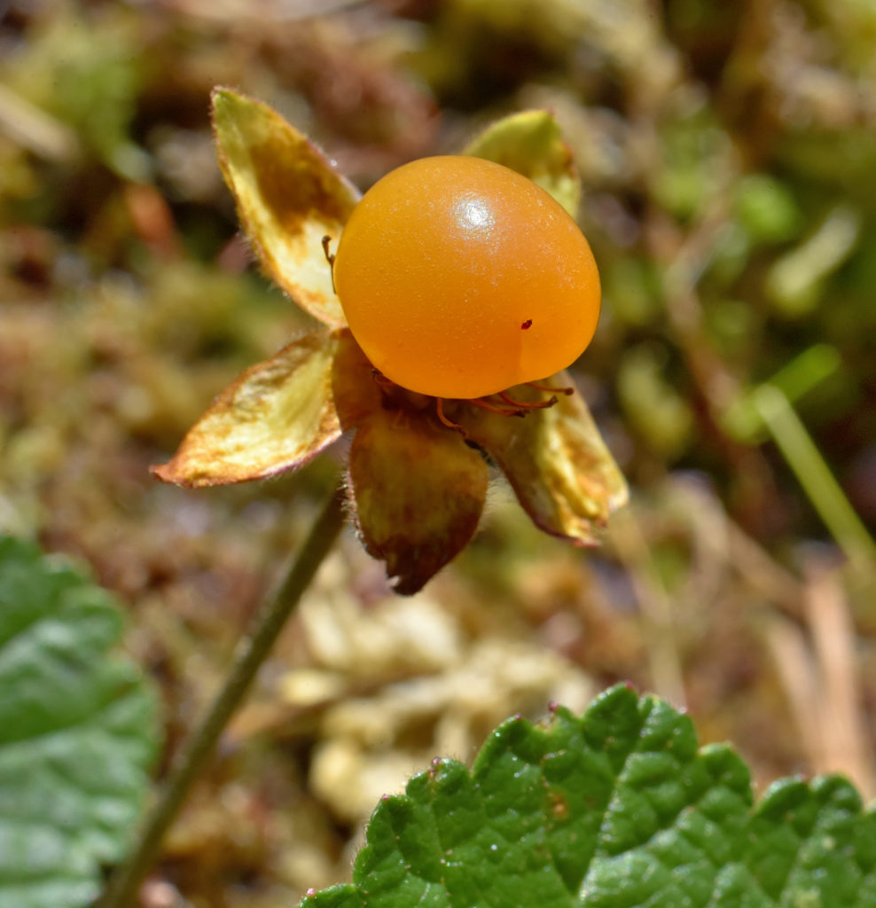 Valokuvaaja: Reijo Juurinen