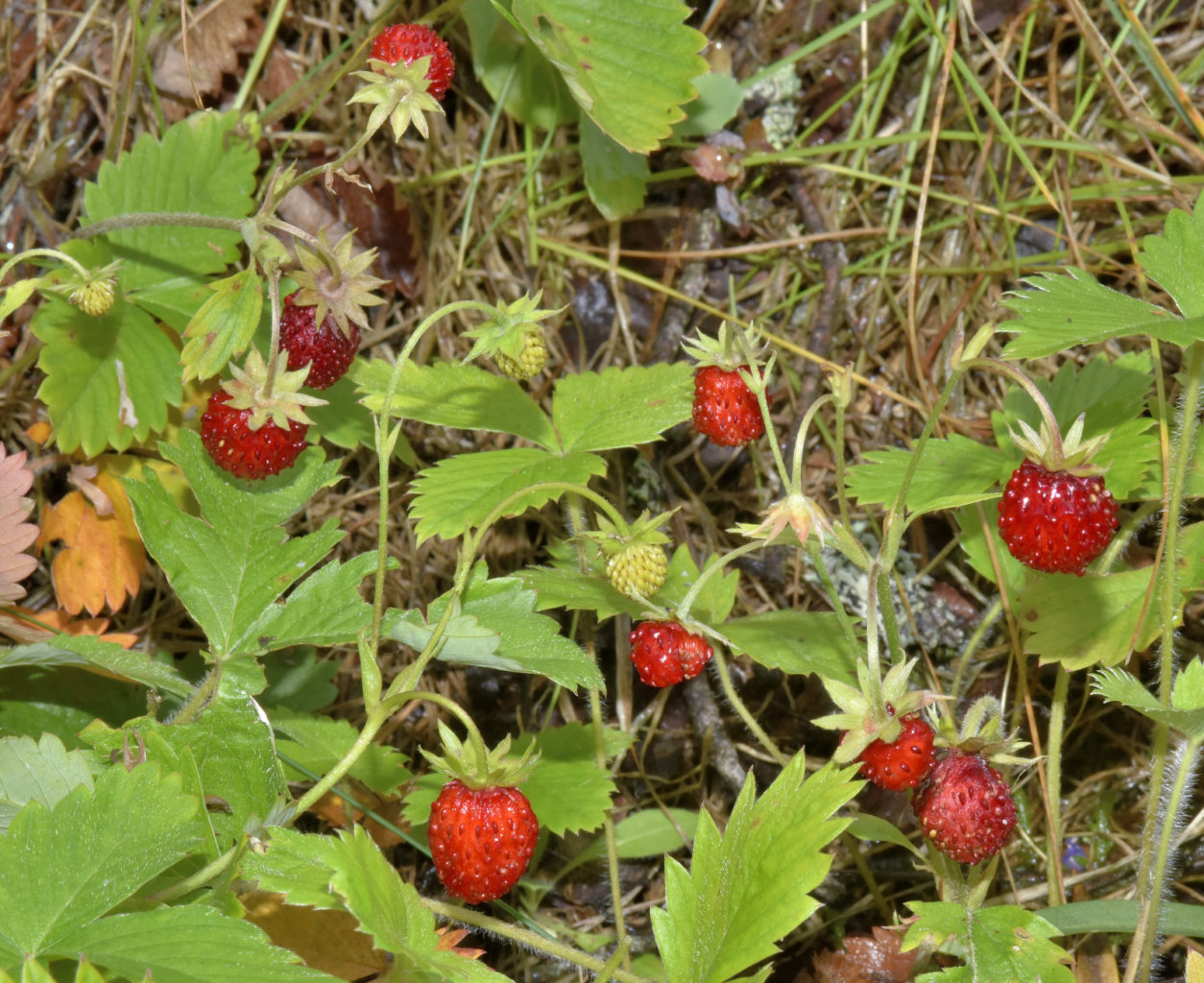Valokuvaaja: Reijo Juurinen