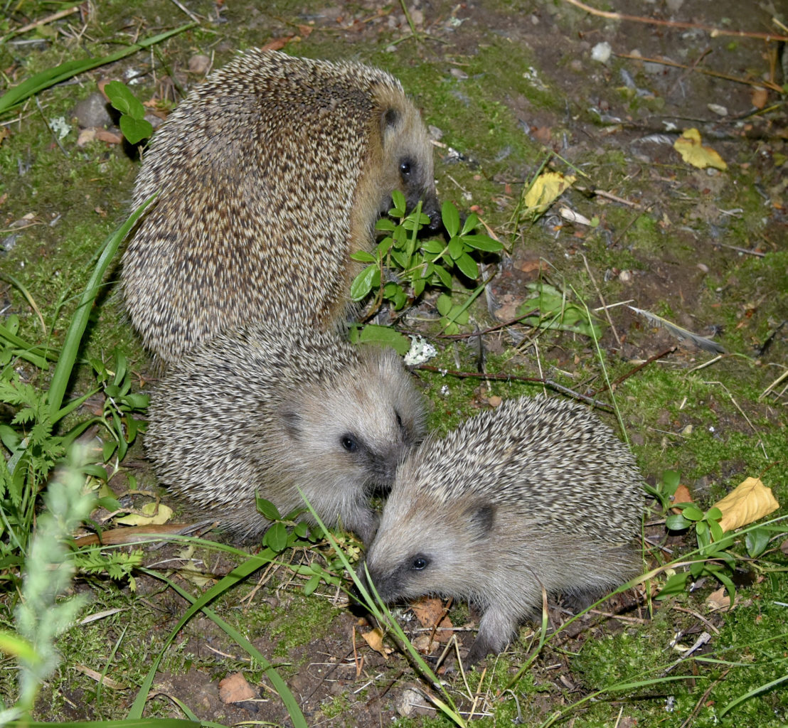 Valokuvaaja: Reijo Juurinen