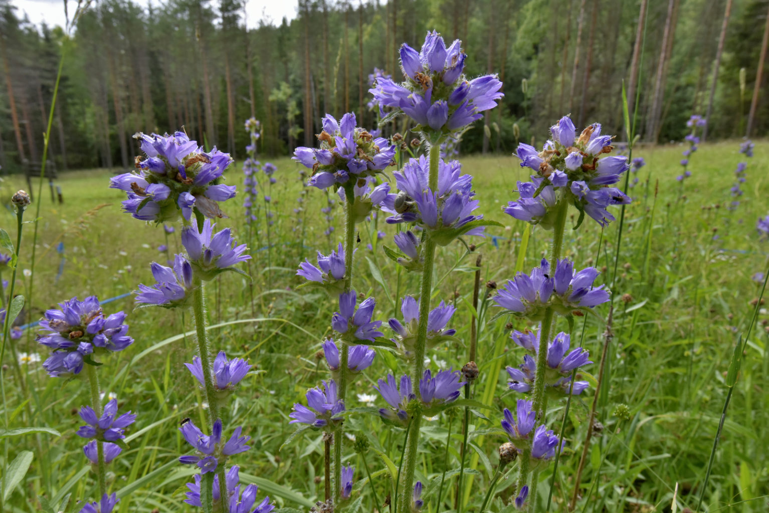 Valokuvaaja: Reijo Juurinen