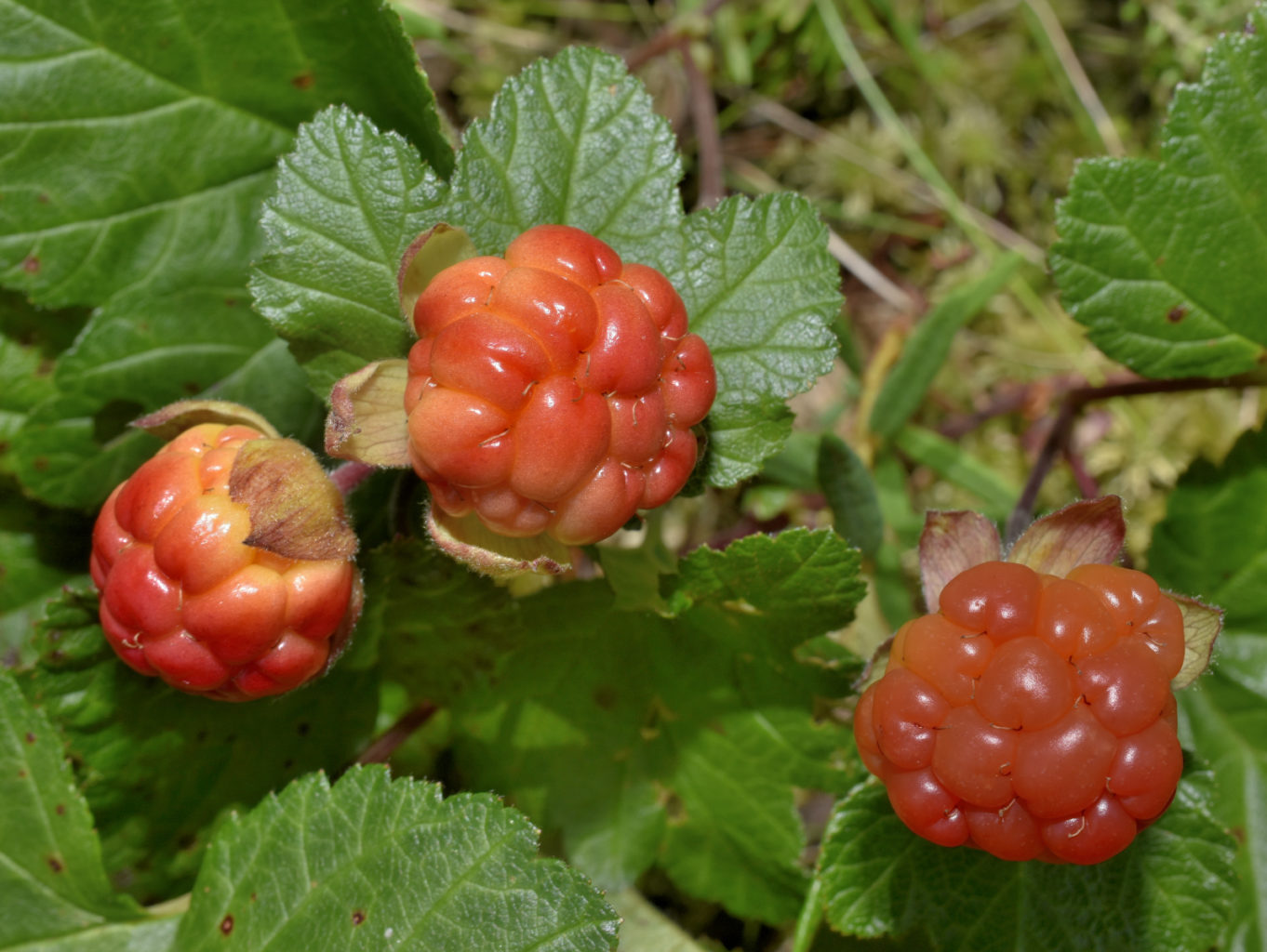 Valokuvaaja: Reijo Juurinen