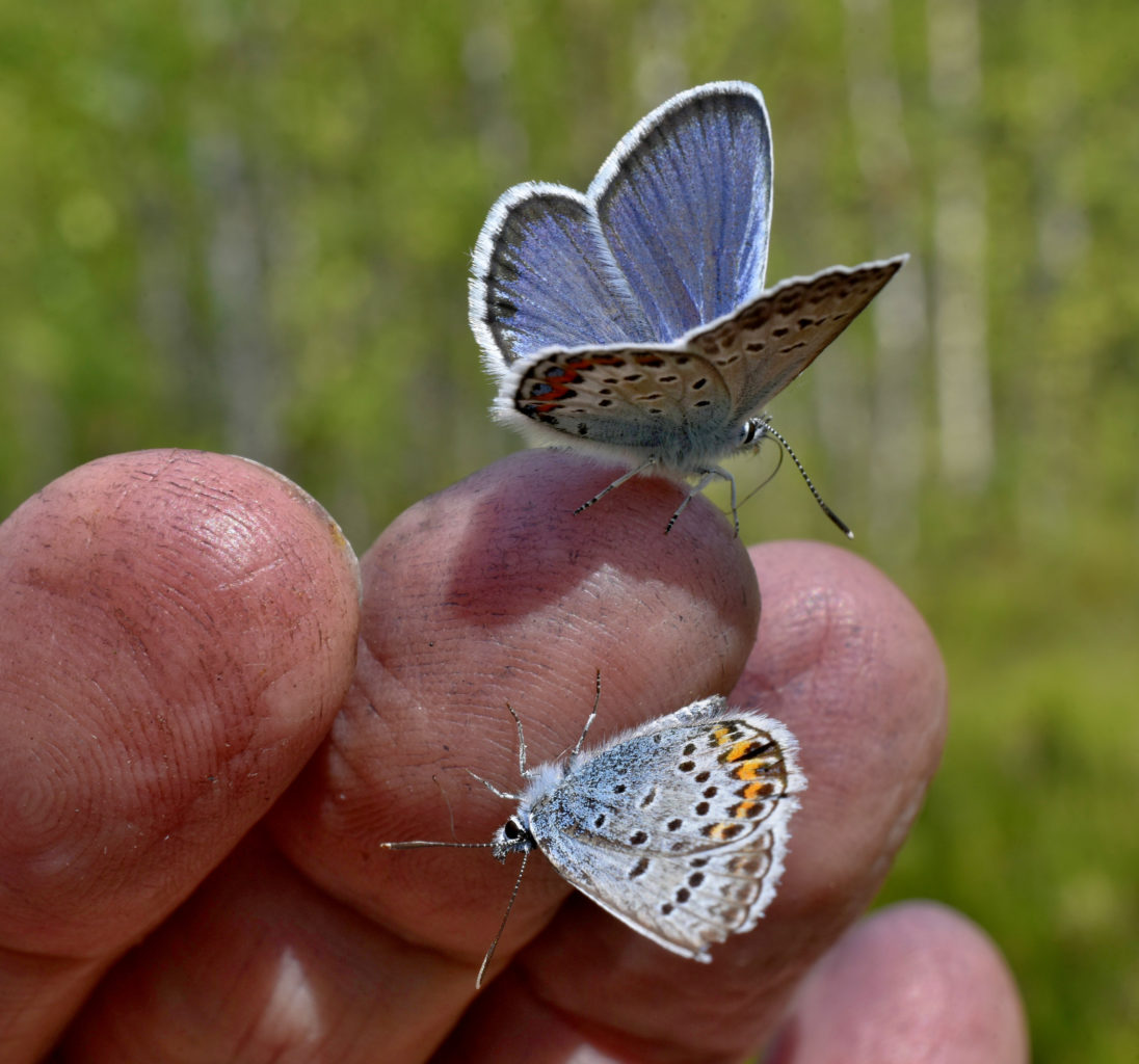 Valokuvaaja: Reijo Juurinen