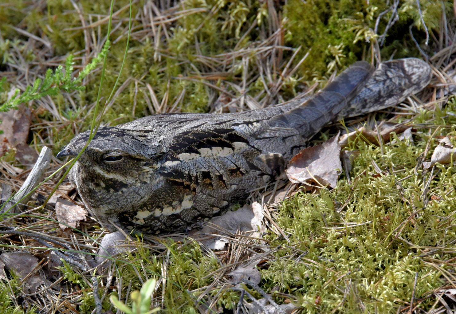 Valokuvaaja: Reijo Juurinen