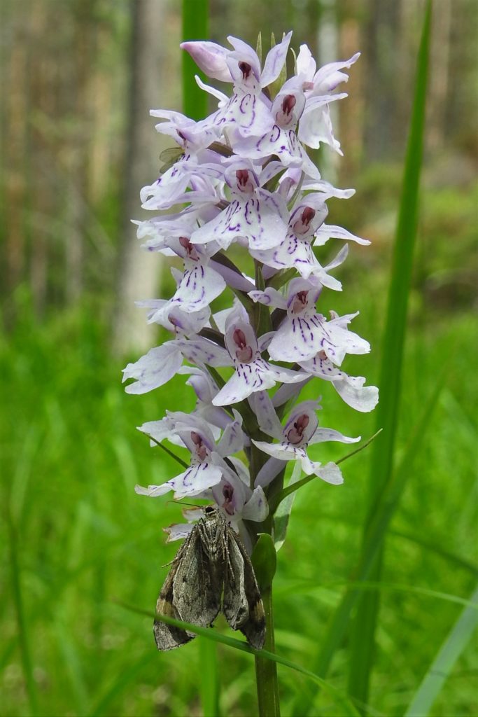 Valokuvaaja: Maarit Siitonen