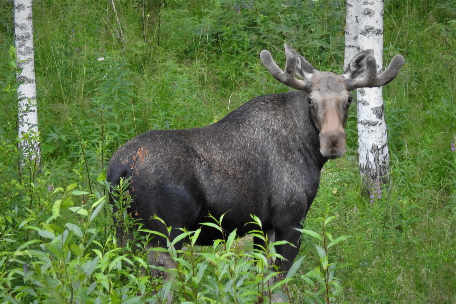Valokuvaaja: Maarit Siitonen