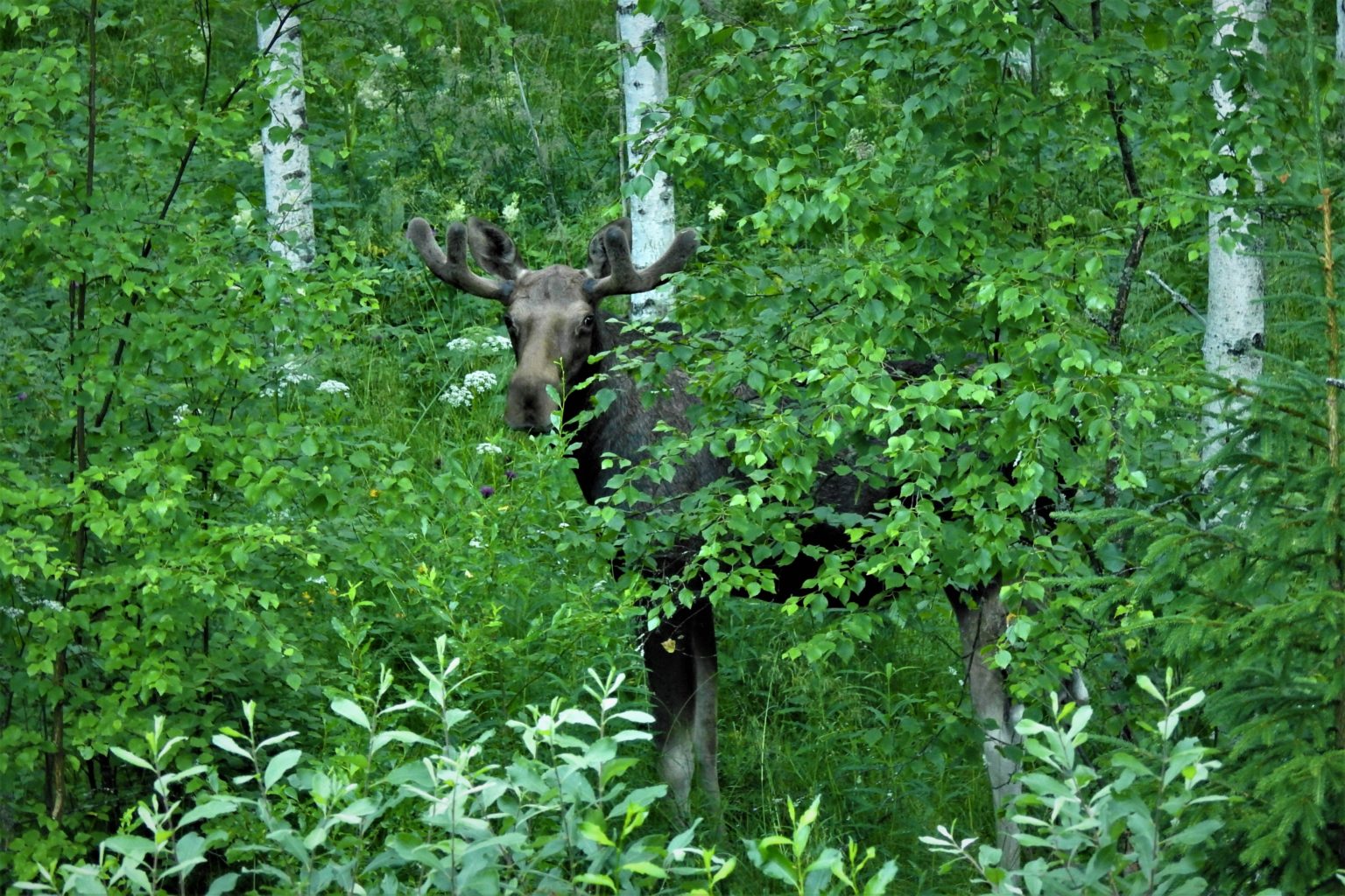 Valokuvaaja: Maarit Siitonen