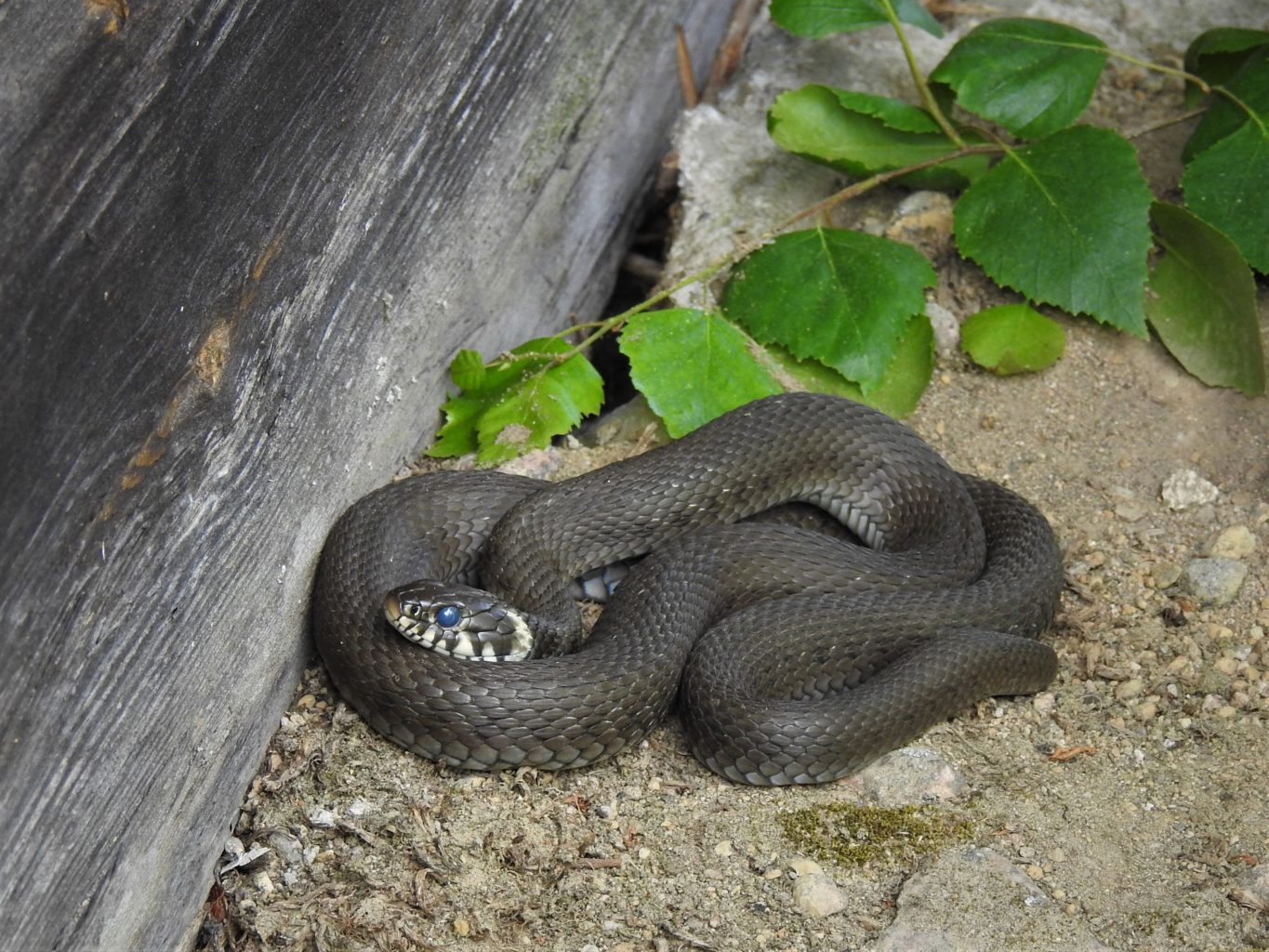 Valokuvaaja: Maarit Siitonen Valokuvaaja: Maarit Siitonen