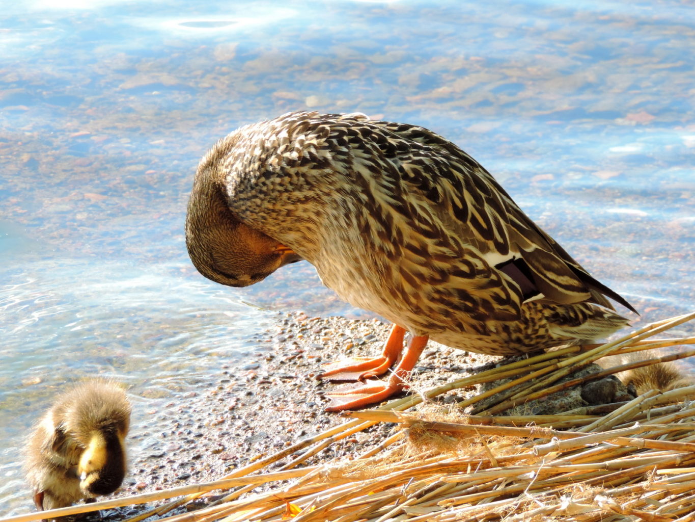 Valokuvaaja: Helena Sytelä