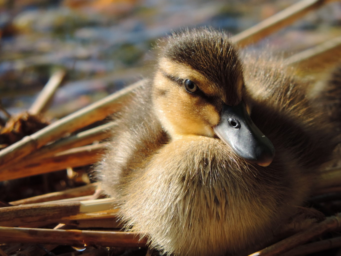 Valokuvaaja: Helena Sytelä