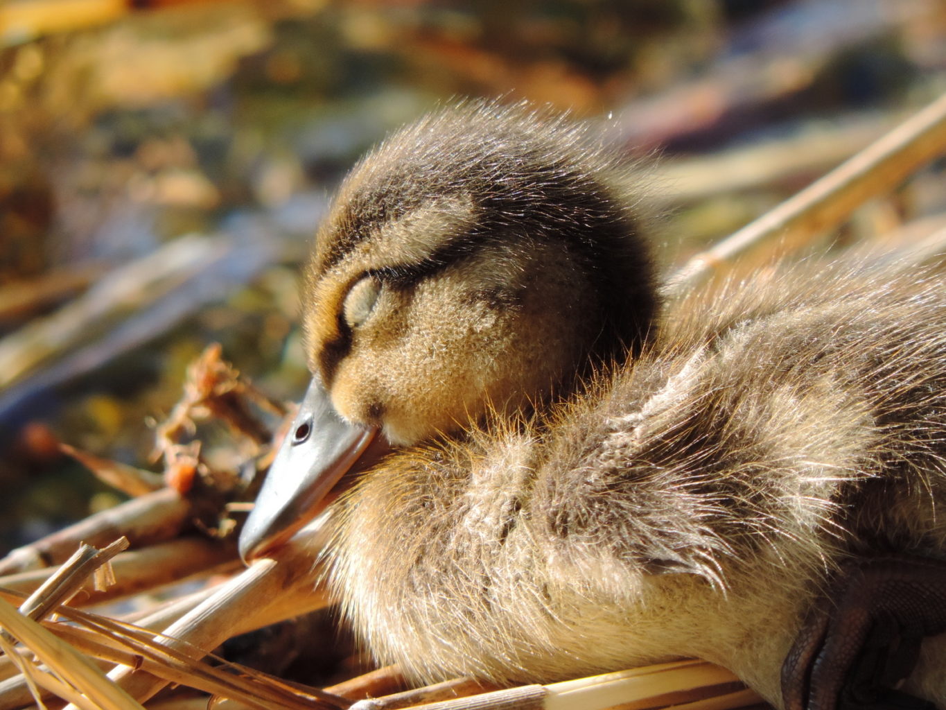 Valokuvaaja: Helena Sytelä