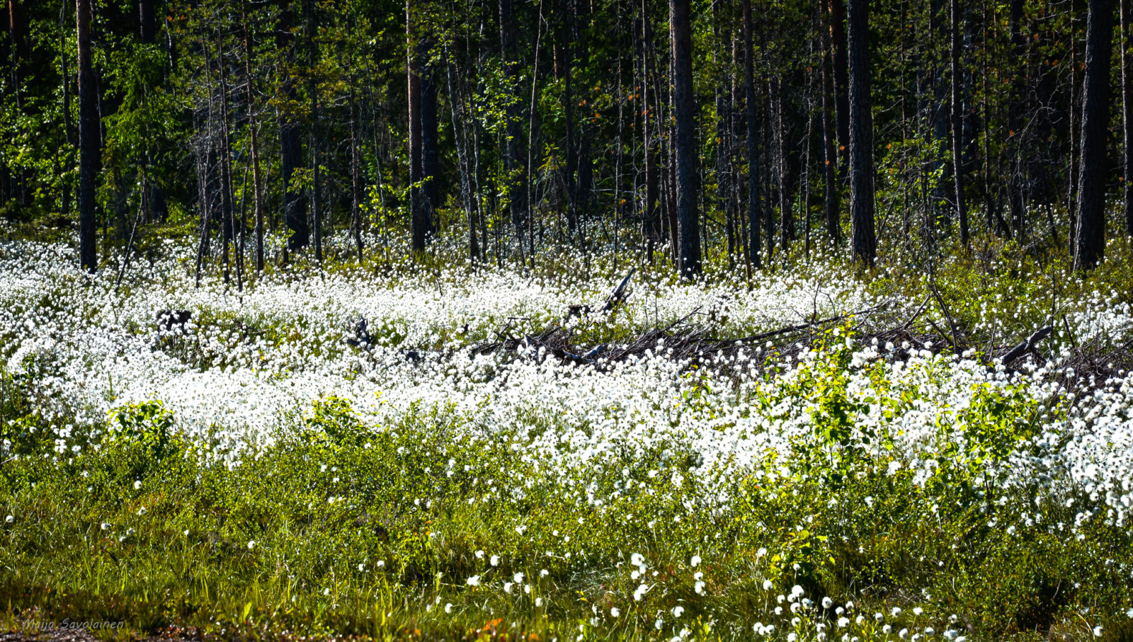 Valokuvaaja: MAIJA SAVOLAINEN
