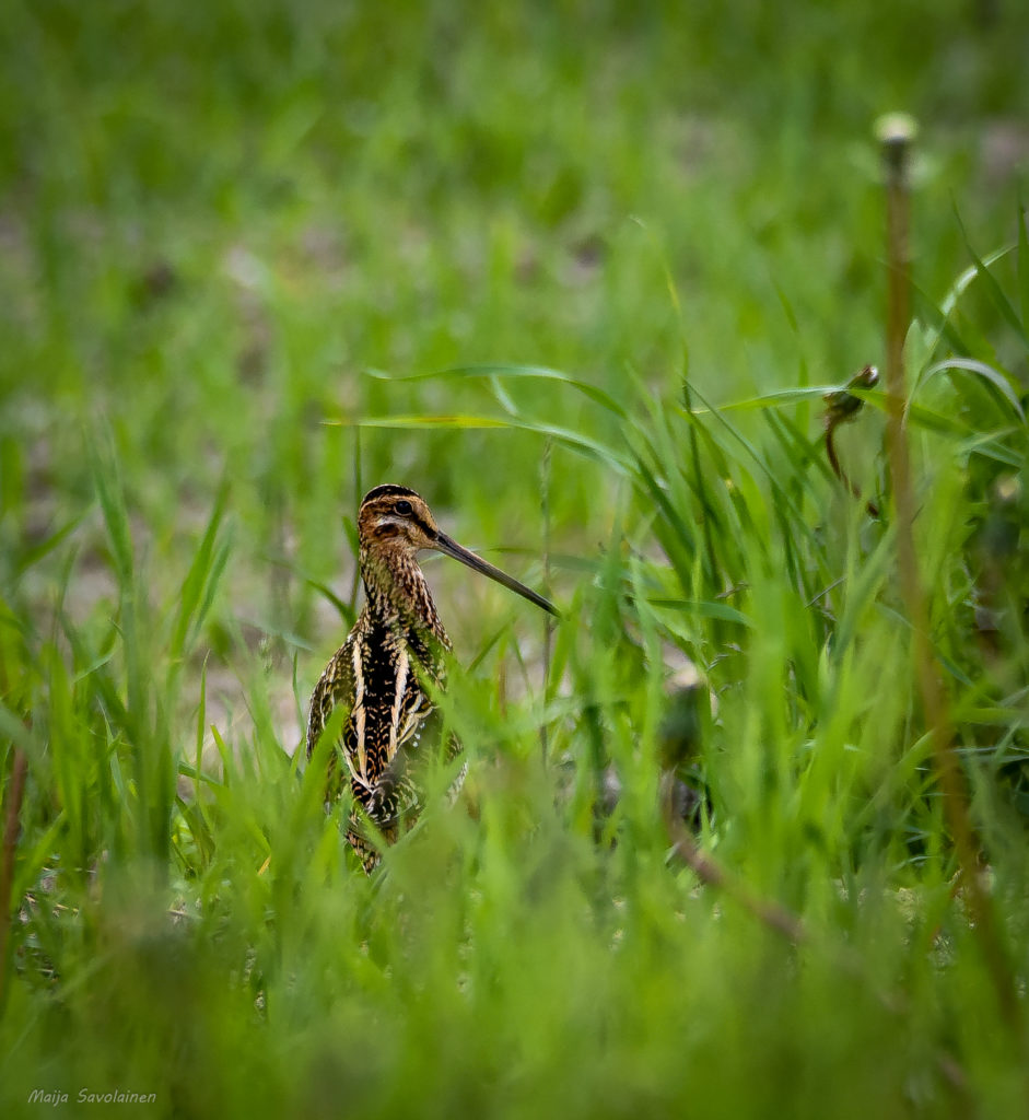 Valokuvaaja: MAIJA SAVOLAINEN Valokuvaaja: MAIJA SAVOLAINEN