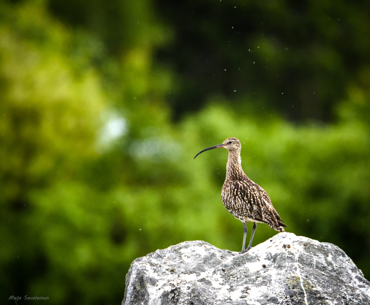 Valokuvaaja: MAIJA SAVOLAINEN