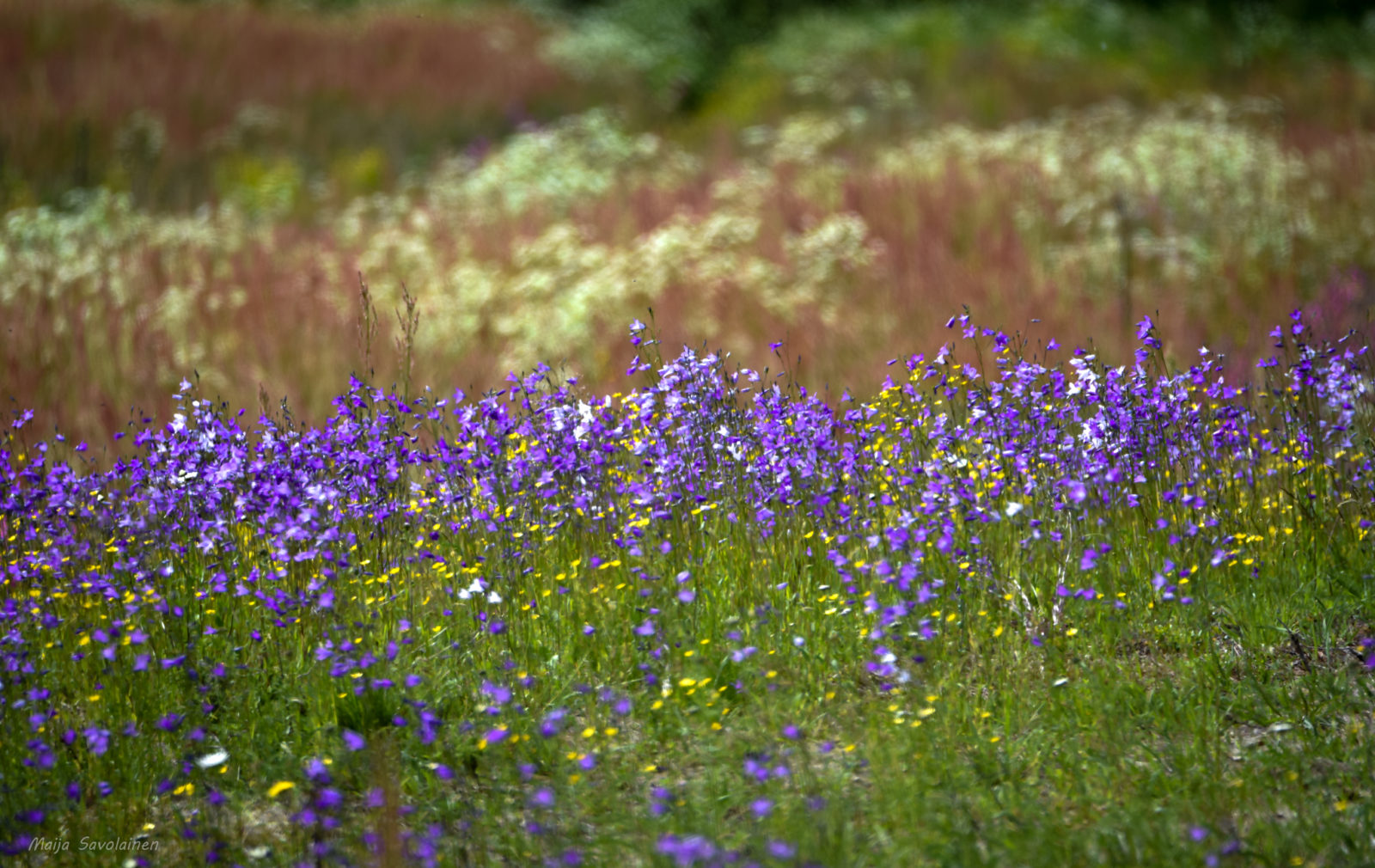 Valokuvaaja: MAIJA SAVOLAINEN