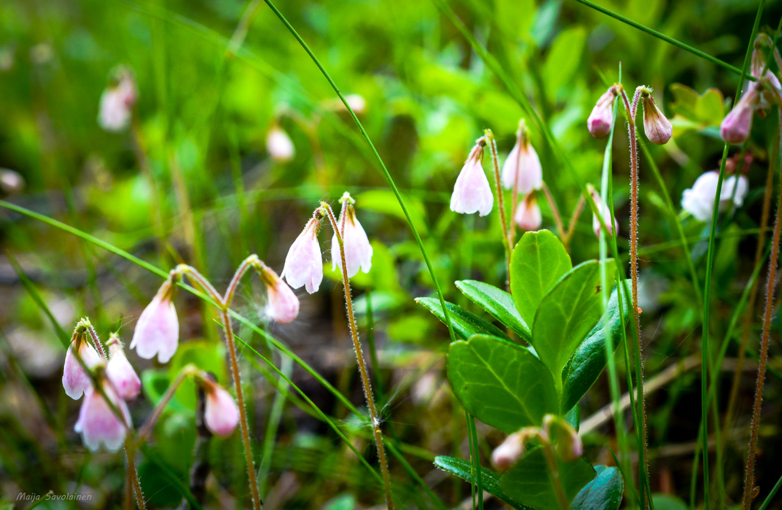 Valokuvaaja: MAIJA SAVOLAINEN