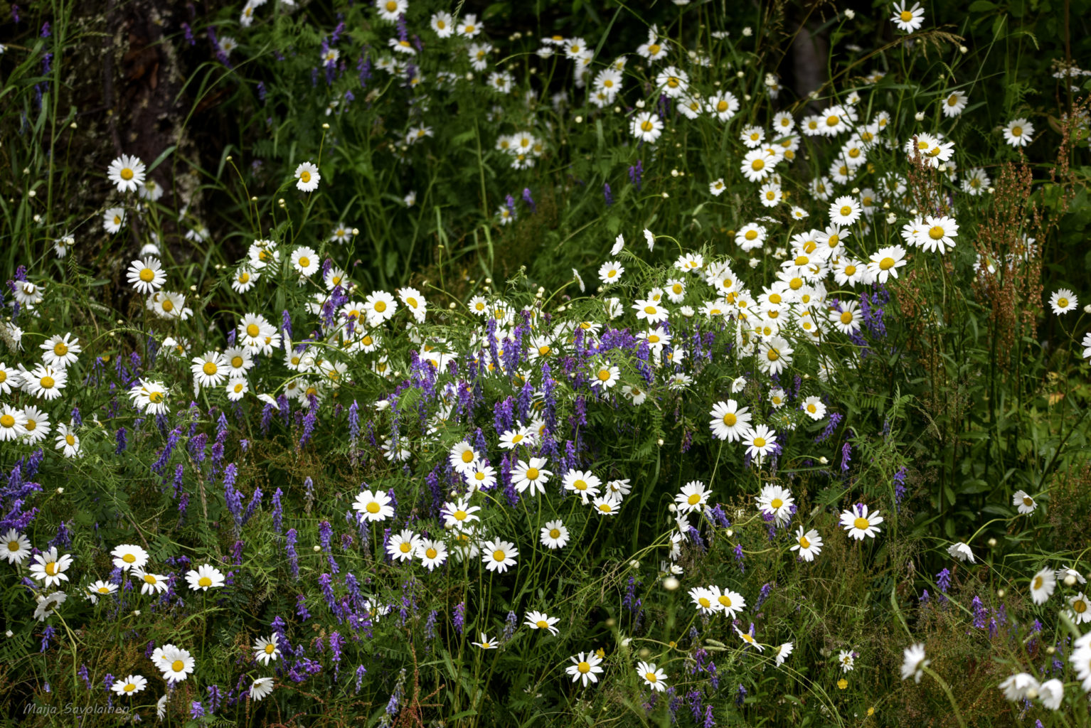 Valokuvaaja: MAIJA SAVOLAINEN