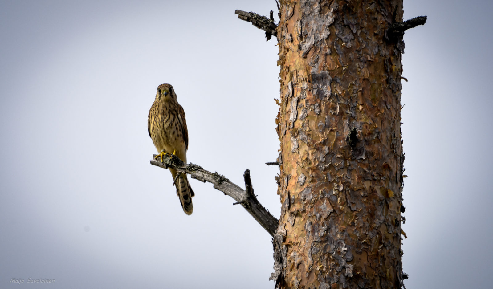 Valokuvaaja: MAIJA SAVOLAINEN