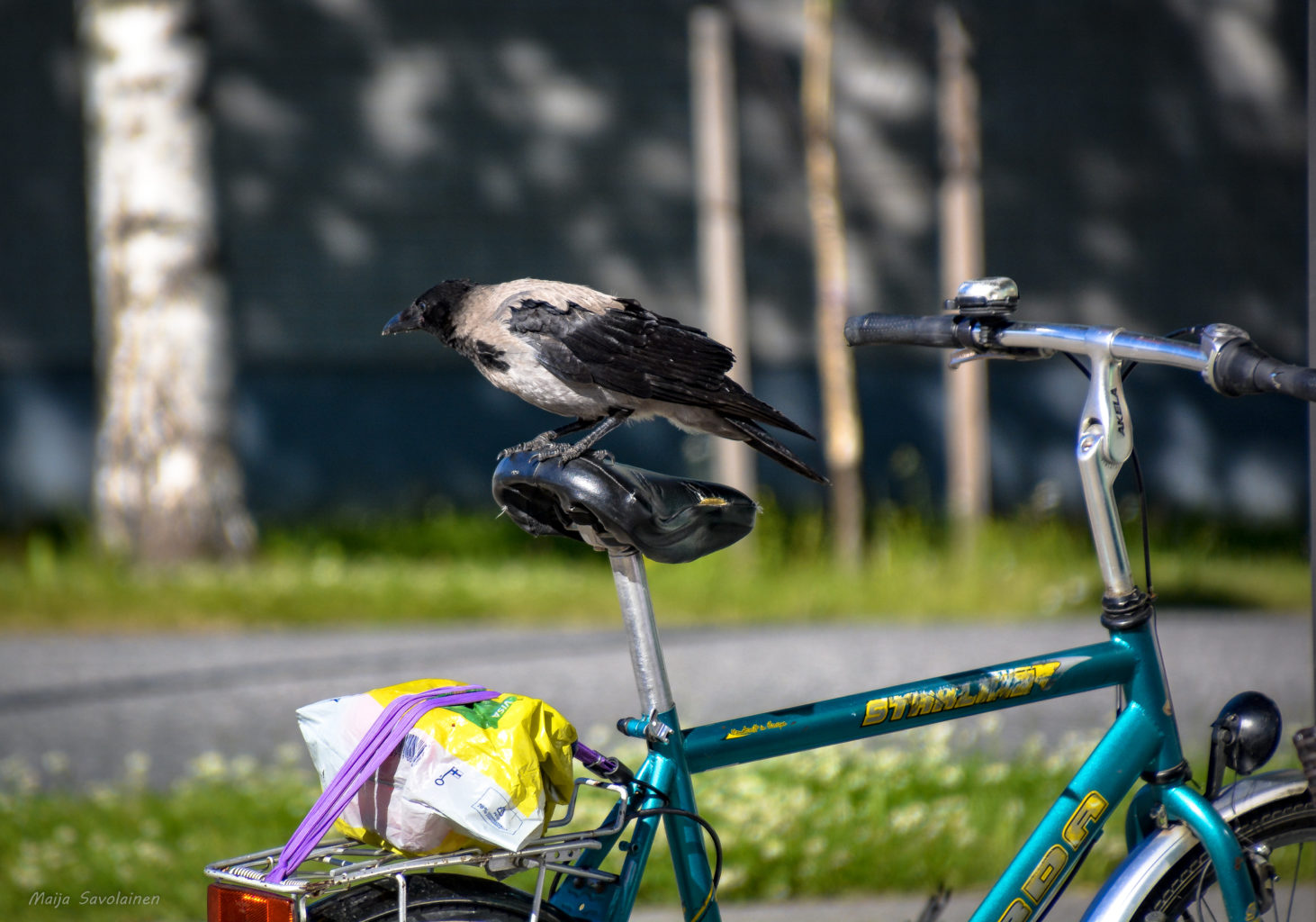 Valokuvaaja: MAIJA SAVOLAINEN Valokuvaaja: MAIJA SAVOLAINEN