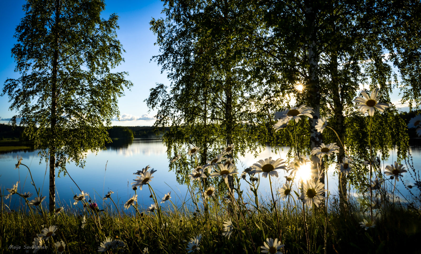 Valokuvaaja: MAIJA SAVOLAINEN Valokuvaaja: MAIJA SAVOLAINEN