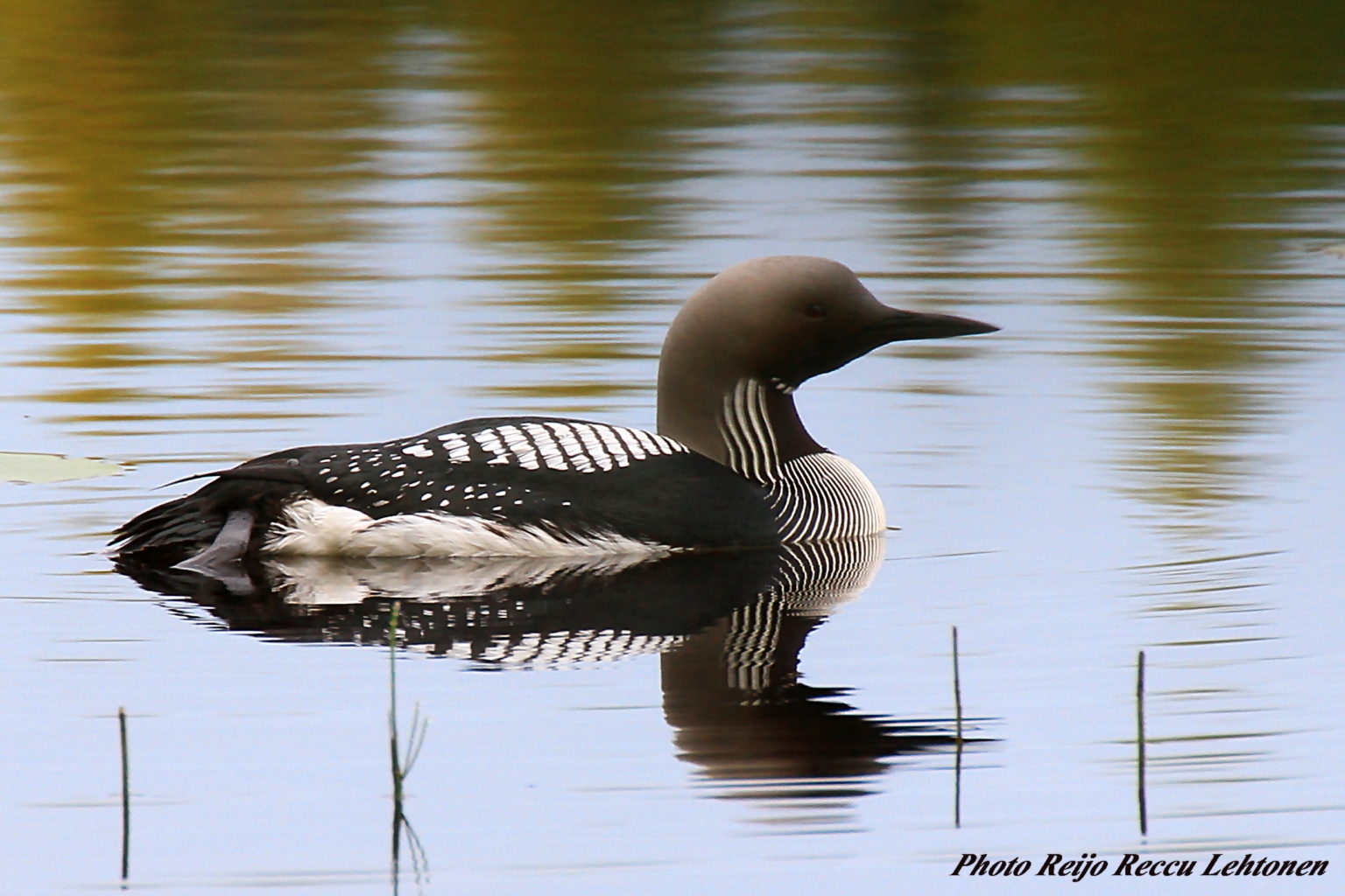 Valokuvaaja: reijo lehtonen